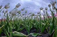 Tulpenveld close-up van Marc Smits thumbnail