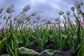 Tulip field close-up