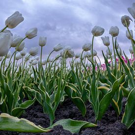 Tulip field close-up by Marc Smits