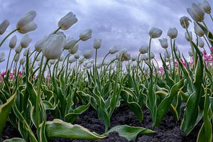 Tulpenfeld Nahaufnahme