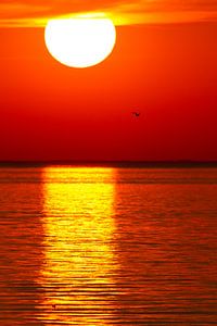 Nature - Sunset above the IJsselmeer - Oostvaardersplassen sur Servan Ott