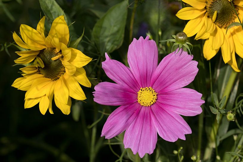 Gros plan d'une fleur de Cosmos bipinnatus rose entre deux tournesols Helianthus annuus par W J Kok