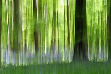 Het magische Hallerbos Abstract