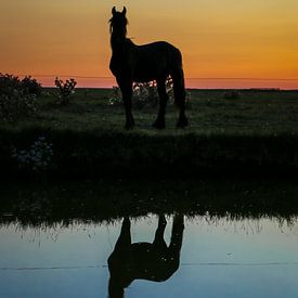 Paard reflectie tijdens zonsondergang von Jo Pixel