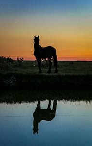 Paard reflectie tijdens zonsondergang sur Jo Pixel