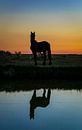 Paard reflectie tijdens zonsondergang von Jo Pixel Miniaturansicht