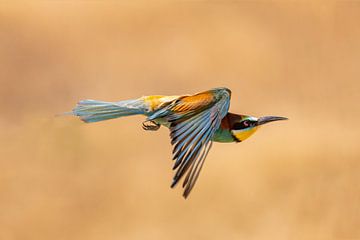 Bee-eater, Merops apiaster. by Gert Hilbink