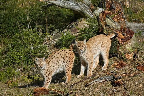 Lynx couple