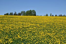 Ein Löwenzahnfeld im Frühling von Claude Laprise