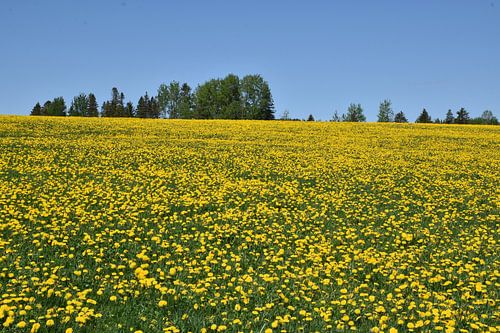 Un champ de pissenlit au printemps