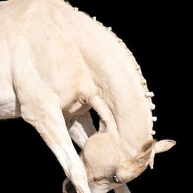 fine-art buigend paard met weerspiegeling van Rochelle Van rees