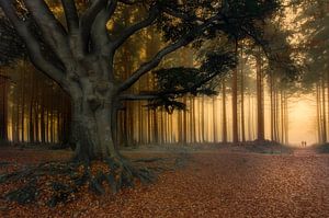 To the light ...