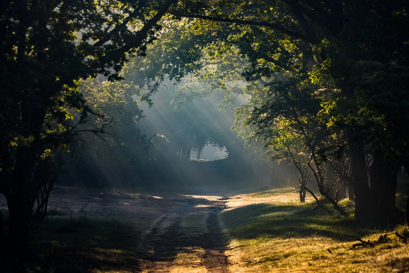 Rayons de soleil dans la forêt par Tjitske de Roos