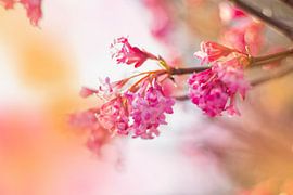 The pink flower in my heart by FellundFarbe