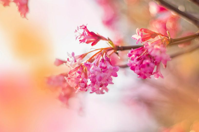 De roze bloem in mijn hart.... van FellundFarbe