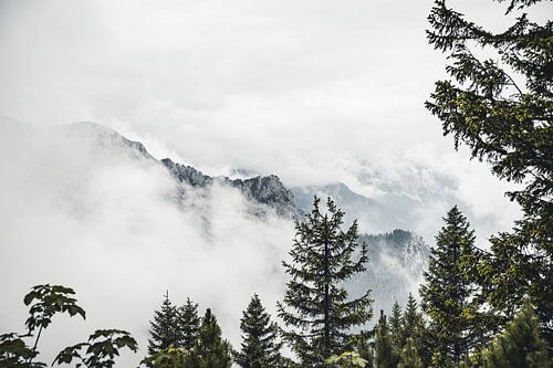 Mountains in mist