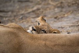 lion cub by Ed Dorrestein