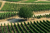 Vignobles en coteaux près de Ruedesheim, Allemagne