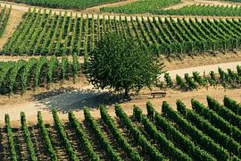 Hillside vineyards near Ruedesheim, Germany by shot.by alexander