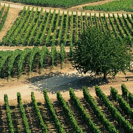 Hillside vineyards near Ruedesheim, Germany by shot.by alexander