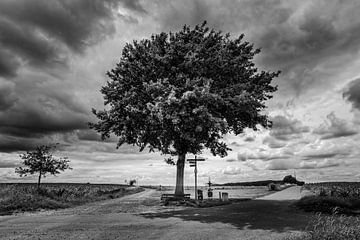 Arbre solitaire sur Rob Boon