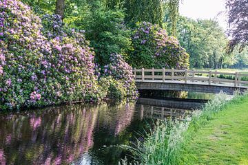 rhododendrons and wooden bridge in park