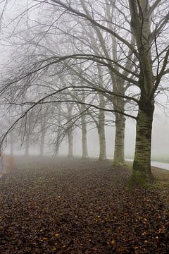 Berken in de mist van Yvonne Smits