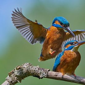 Kingfisher - Mating for the second round by Kingfisher.photo - Corné van Oosterhout