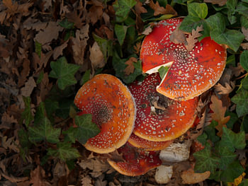 multiple fly fungi (mushrooms) in the forest during the brain.