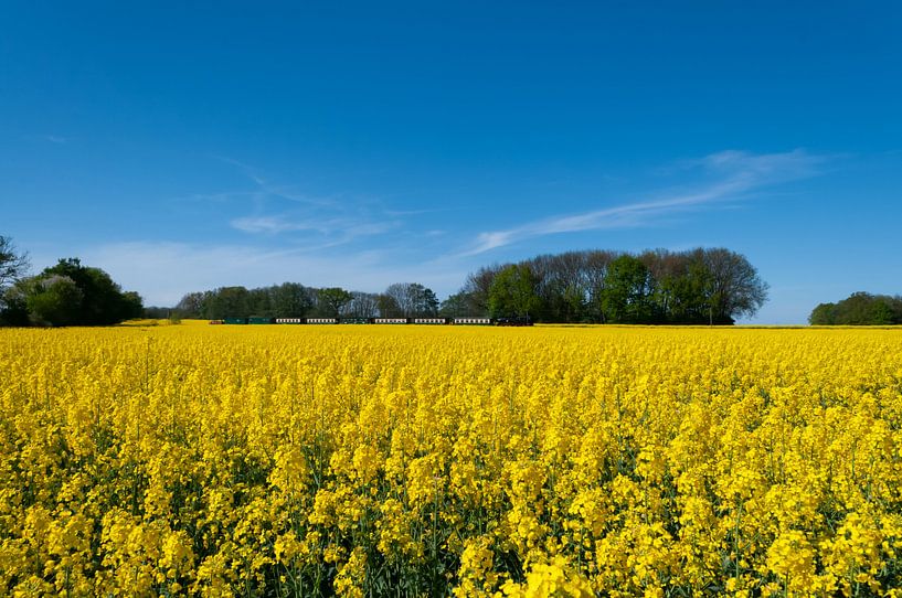 Rasender Roland im Rapsfeld bei Lonvitz auf Rügen von GH Foto & Artdesign