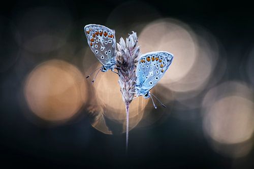 I don't want to live without you