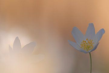 Wood anemone in evening light by Horst Husheer