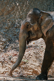 Asian elephant walking over dry sand