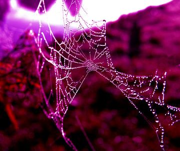 spinnenweb met dauw, halloween van joyce kool