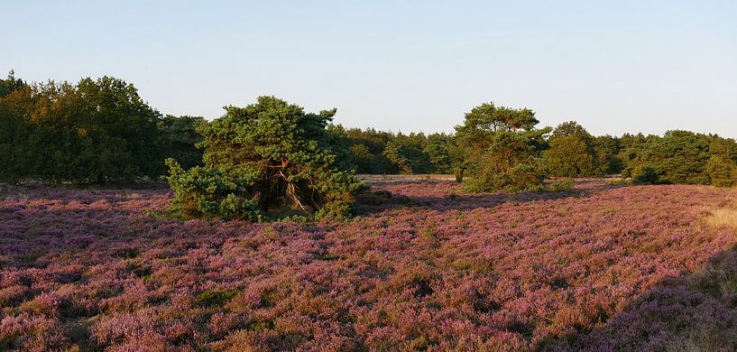 Evening sun on the Terhosterzand. by Wim vd Neut