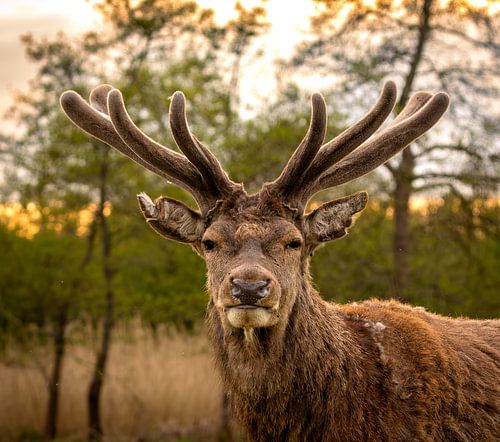 Mooie Mannetjes edelhert.