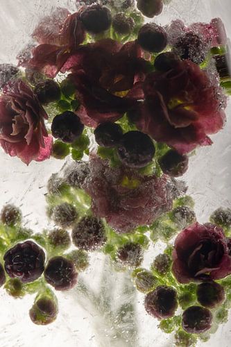 Kalanchoé dans la glace cristalline 2