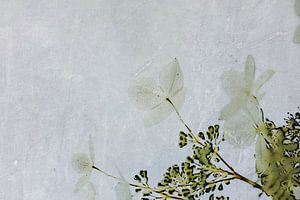 Hortensie