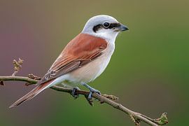 Neuntöter (Lanius collurio)