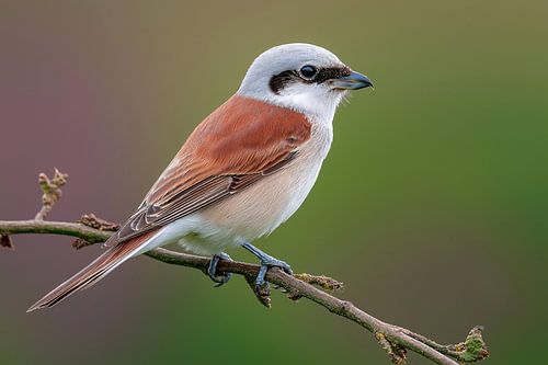 Neuntöter (Lanius collurio) von Christian Müringer