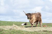 Schotse Hooglander