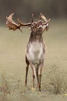 Fallow deer oestrus