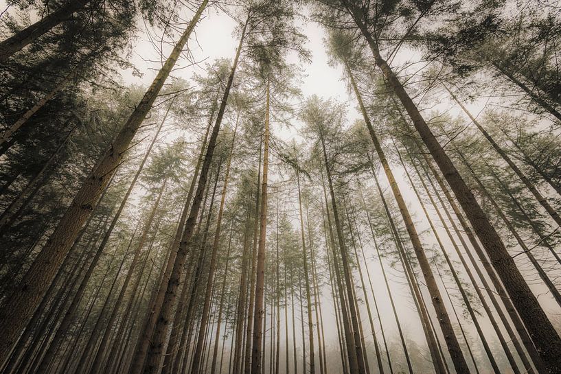 Blick nach oben in einem winterlichen Kiefernwald von Sjoerd van der Wal Fotografie