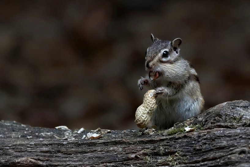 Photographie de la nature par Marieke Deinum