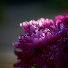 Pivoine pourpre en gros plan dans la lumière d'un soir d'été sur Fred Roest