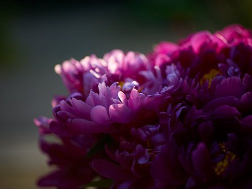 Lila Pfingstrose Nahaufnahme im Sommerabendlicht