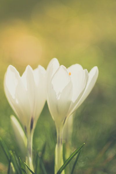 “Licht in Bloei” van Mijndierenfotograaf