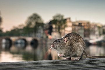 Amsterdam, Braune Ratte am Fluss Amstel. von Frans Lemmens