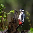 Grote bonte specht op stronk van John Goossens Photography thumbnail