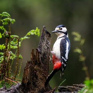 Buntspecht auf Baumstumpf